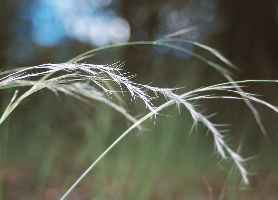 Aristida benthamii var. benthamii Photo BKS