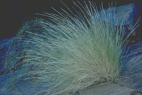 Habit (photo) © D. Albrecht