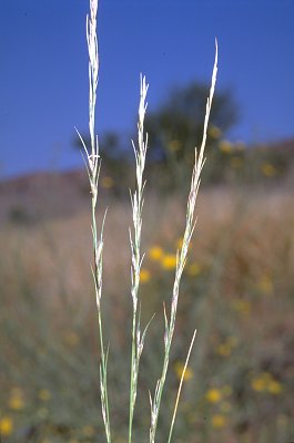 Inflorescence (photo) © D. Albrecht