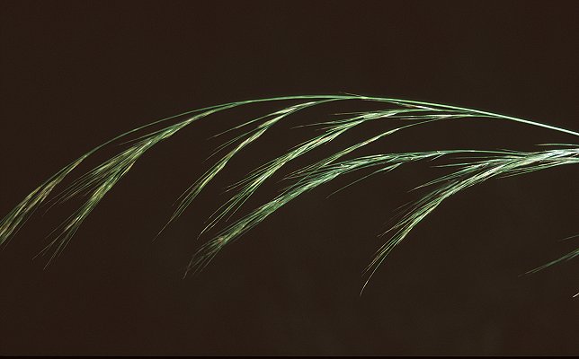 Inflorescence (photo) © Queensland Herbarium Sharp 423 and Simon by D.Sharp