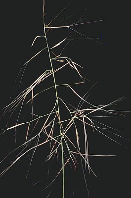 Inflorescence (photo) © D. Albrecht