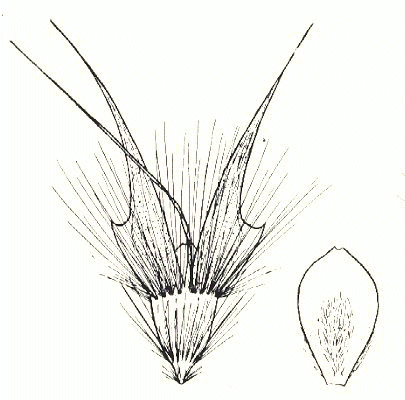 Lemma and palea (line drawing) © Vickery 1956