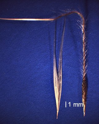 Spikelet (photo) © Queensland Herbarium A.A.Mitchell 4180 by D.Sharp