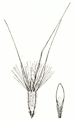 Lemma and palea (line drawing) © Vickery 1956