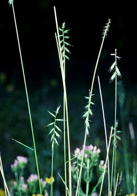Habit (photo) © Queensland Herbarium Sharp 54 and Simon by D.Sharp