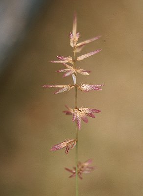 Inflorescence (photo) © Queensland Herbarium Sharp 412 and Simon by D.Sharp