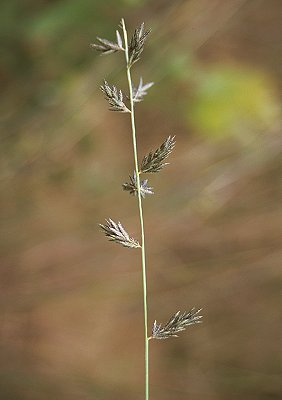 Inflorescence (photo) © Queensland Herbarium Sharp 303, Simon and Latz by D.Sharp