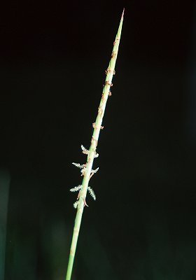 Inflorescence (photo) © Queensland Herbarium Sharp 132 and Simon by D.Sharp