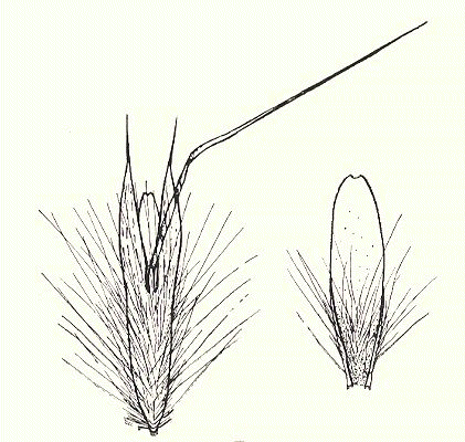 Lemma and palea (line drawing) © Vickery 1956