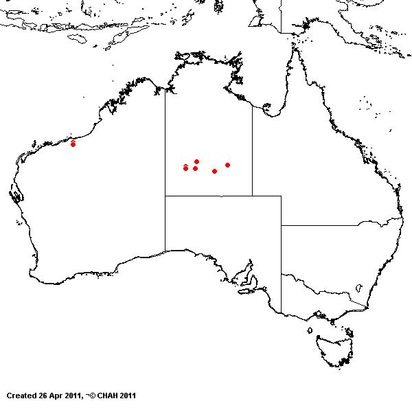 Eragrostis crateriformis AVH 2011