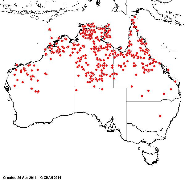 Eragrostis cumingii avh