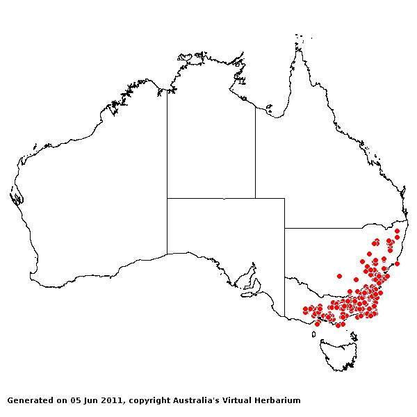 Rytidosperma pallidum AVH 2011
