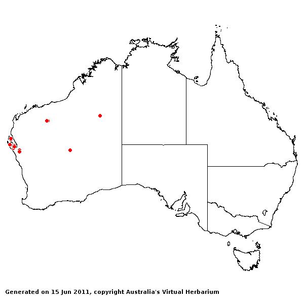 Triodia plurinervata AVH 2011