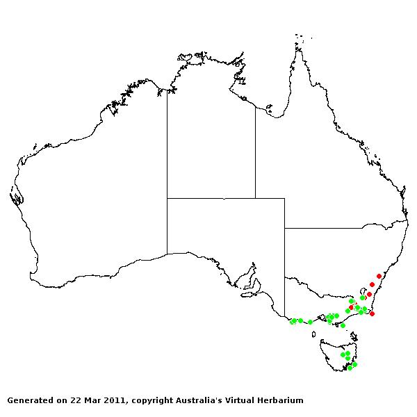 Hookerochloa AVH 2011