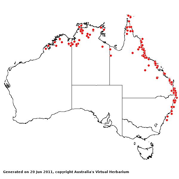 Isachaemum australe var. australe AVH 2011