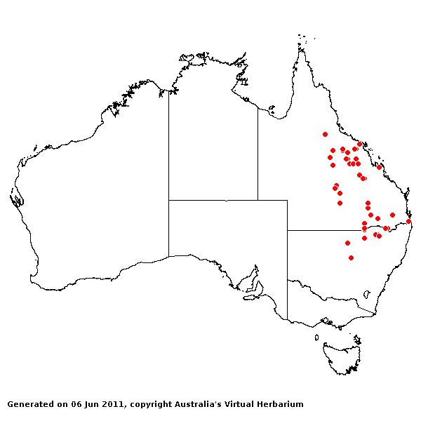 Sporobolus contiguus AVH 2011