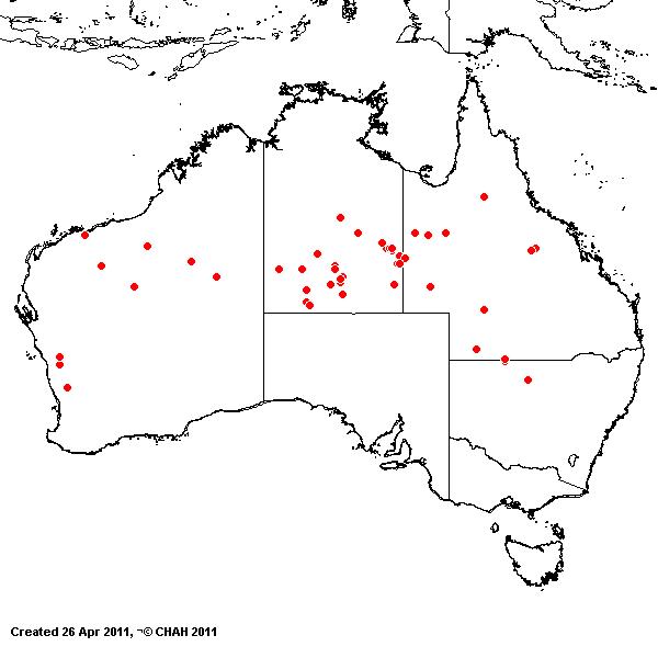 Eragrostis lanicaulis AVH 2011