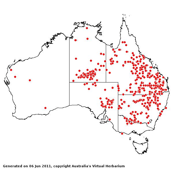 Sporobolus caroli AVH 2011