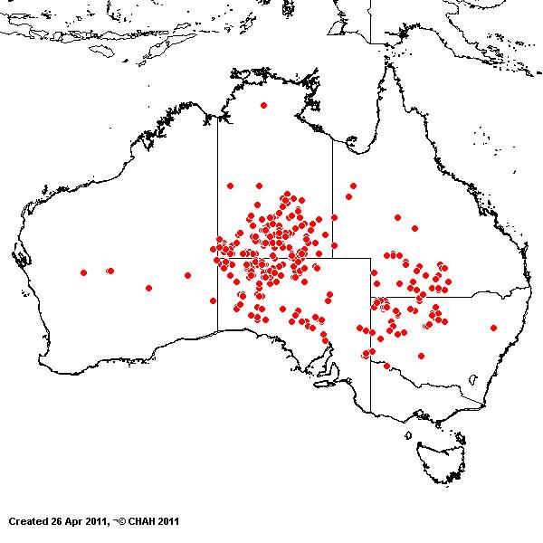 Eragrostis laniflora AVH 2011