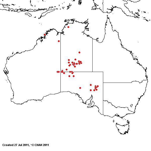 Aristida capillifolia AVH2011