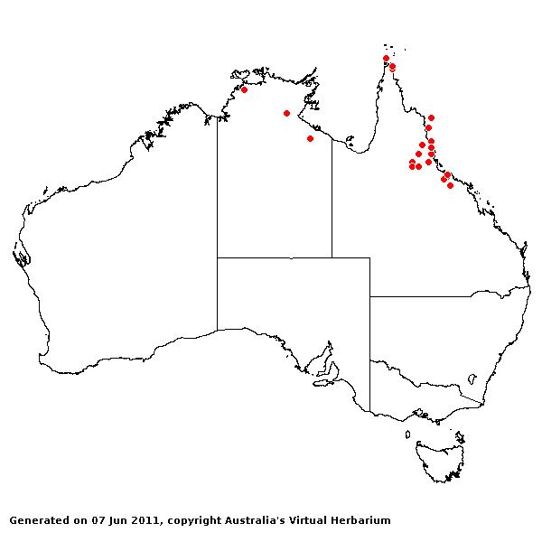 Sporobolus lenticularis AVH 2011