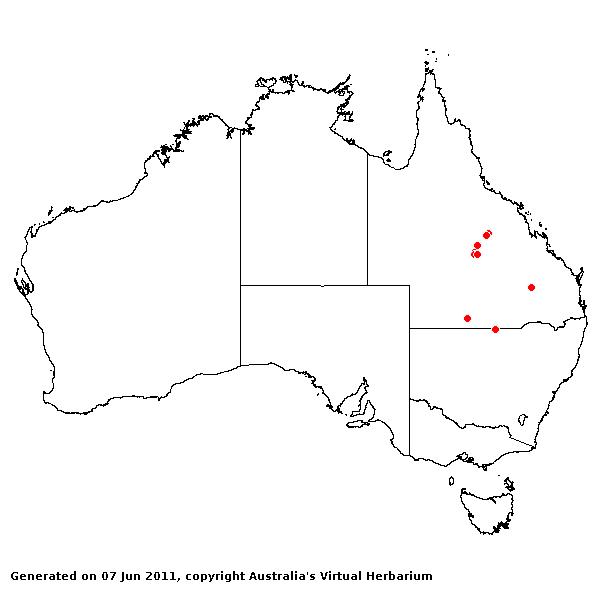 Sporobolus partimpatens AVH 2011