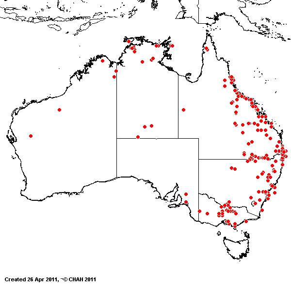 Eragrostis pilosa AVH 2011