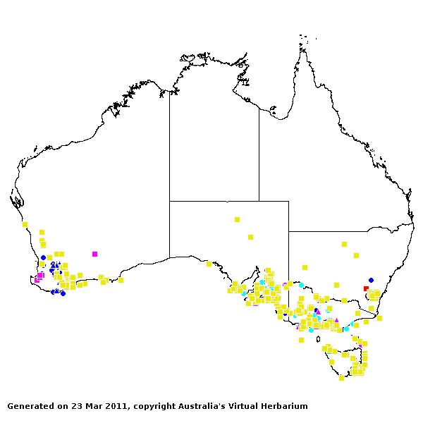 Puccinellia AVH 2011