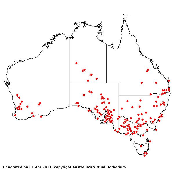 Avena fatua AVH 2011