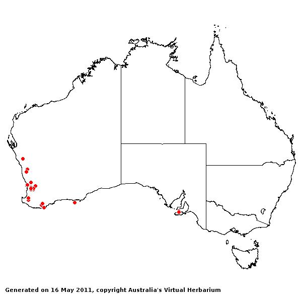 Polypogon tenellus AVH 2011