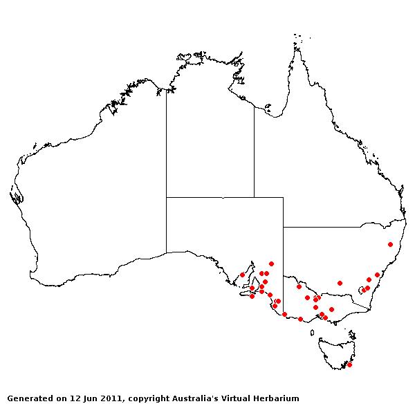 Thinopyrum ponticum AVH 2011