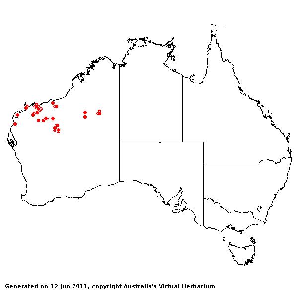 Triodia angusta AVH 2011