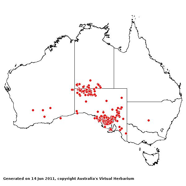 Triodia irritans AVH 2011
