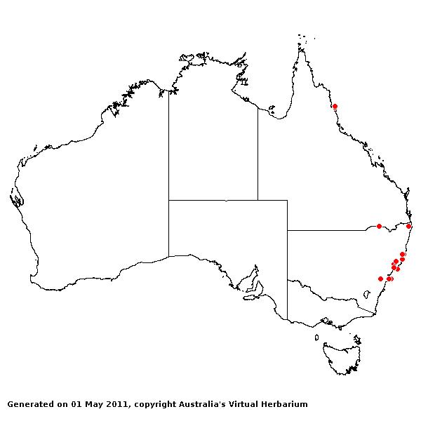 Leptatherum nudum AVH 2011