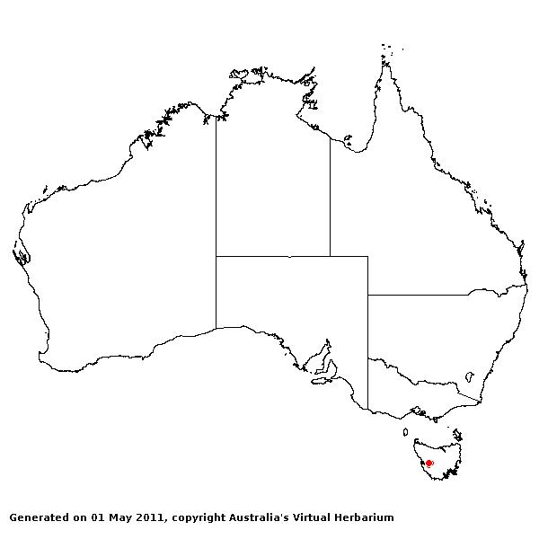 Nardus stricta AVH 2011
