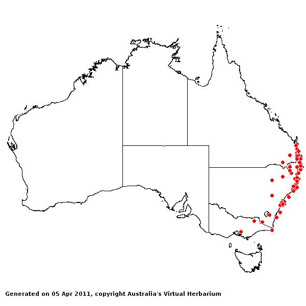 Andropogon virginicus AVH 2011