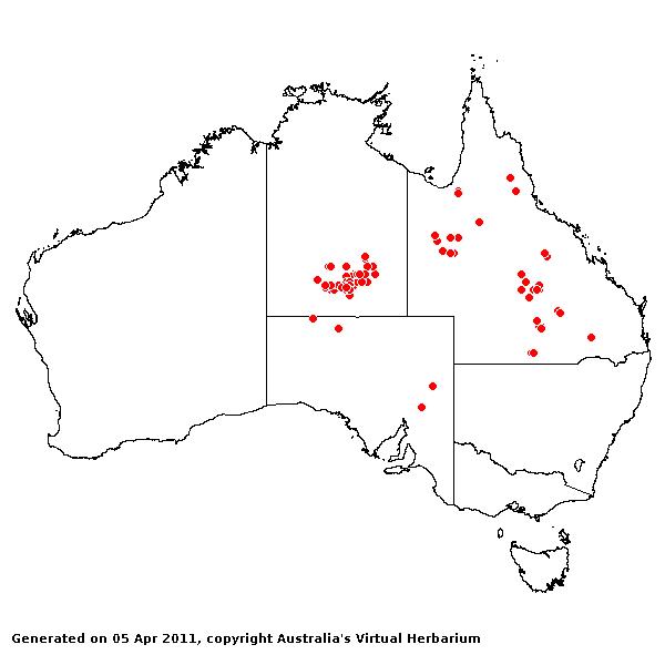 Aristida biglandulosa AVH 2011