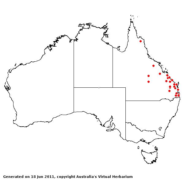 Urochloa whiteana AVH 2011