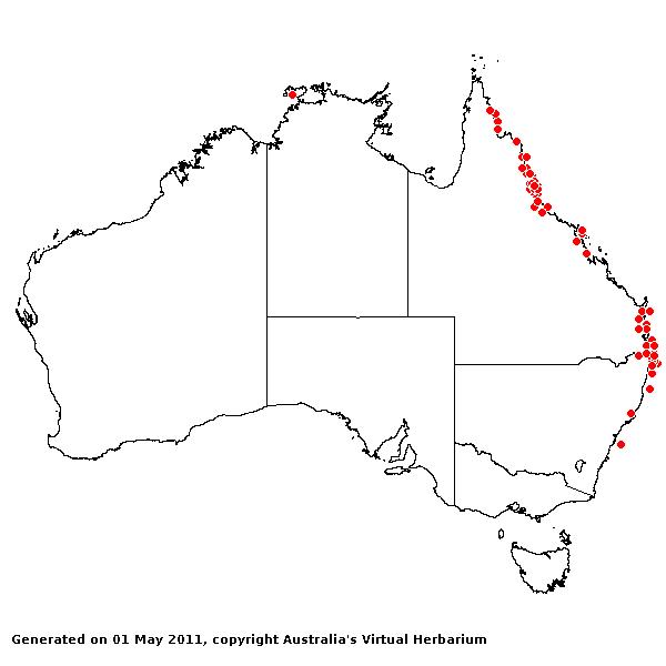 Oplismenus mollis AVH 2011