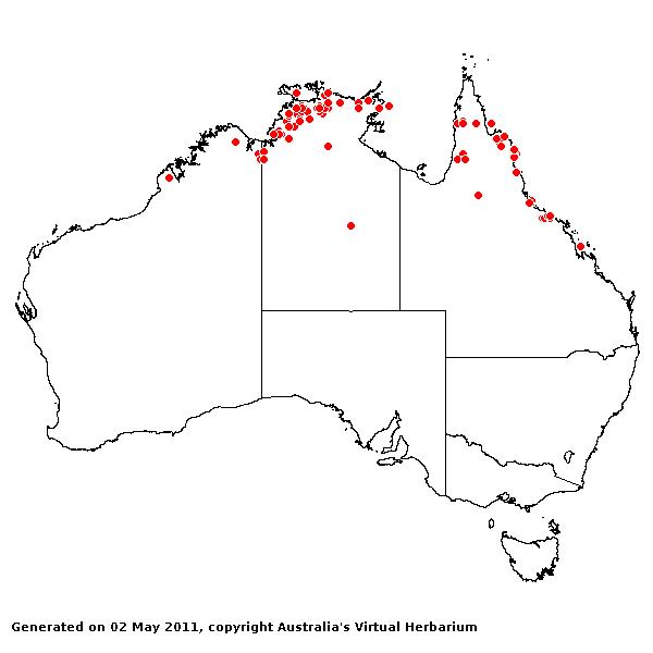 Oryza rufipogon AVH 2011