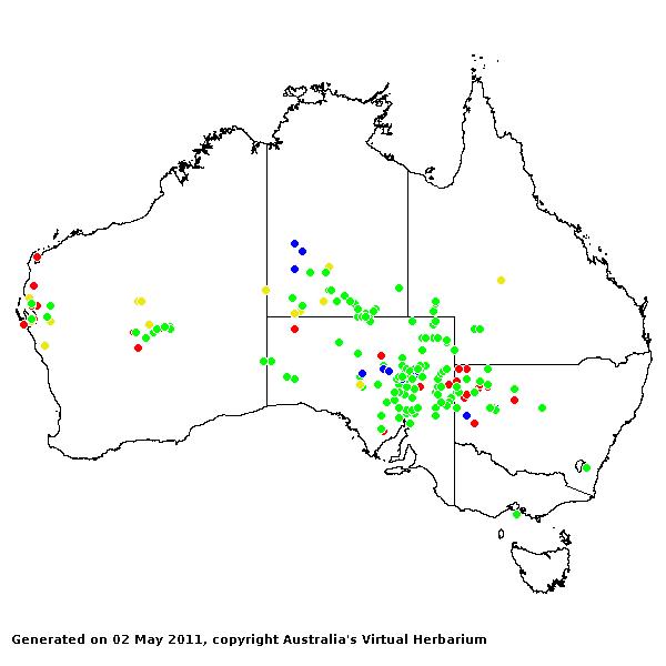 Paractaenum novae-hollandiae AVH 2011