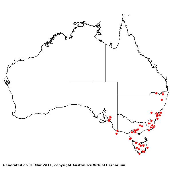 Agrostis gigantea AVH 2011