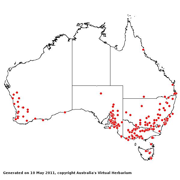 Phalaris minor AVH 2011