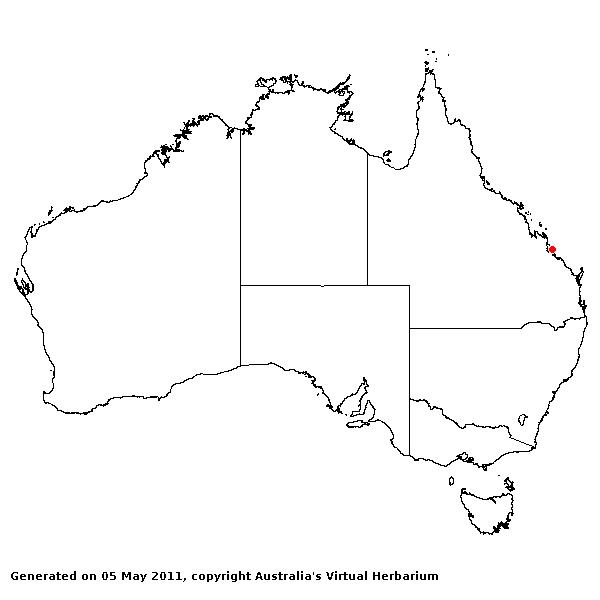 Paspalum batianoffii AVH 2011