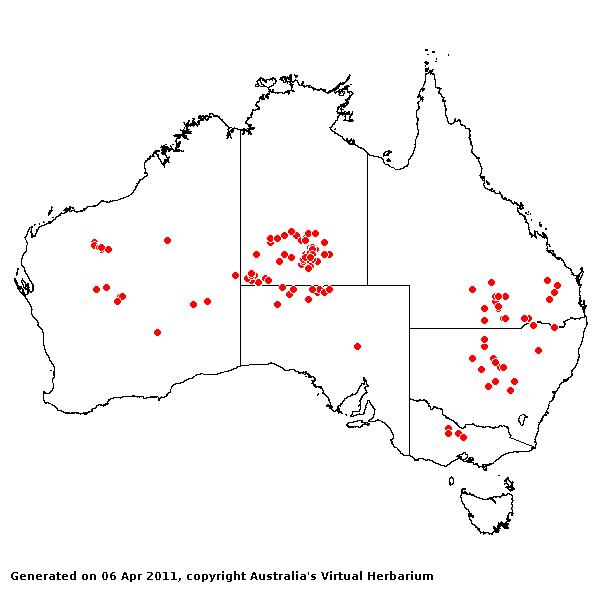 Aristida obscura AVH 2011