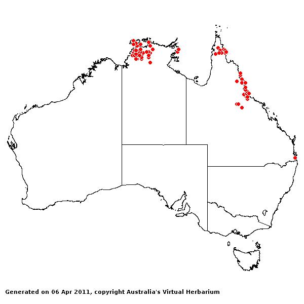 Aristida macroclada AVH 2011