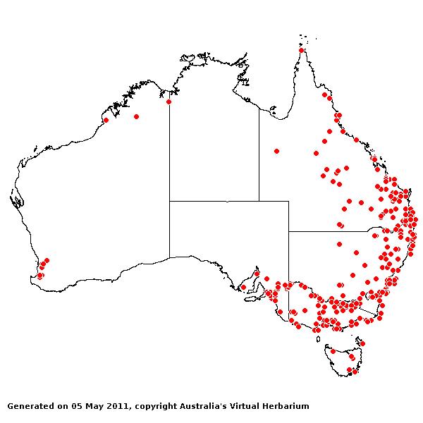 Paspalum distichum AVH 2011