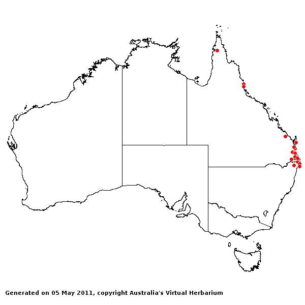 Paspalum mandiocanum AVH 2011