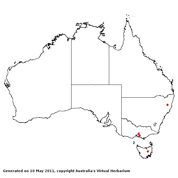 Phalaris coerulescens AVH 2011