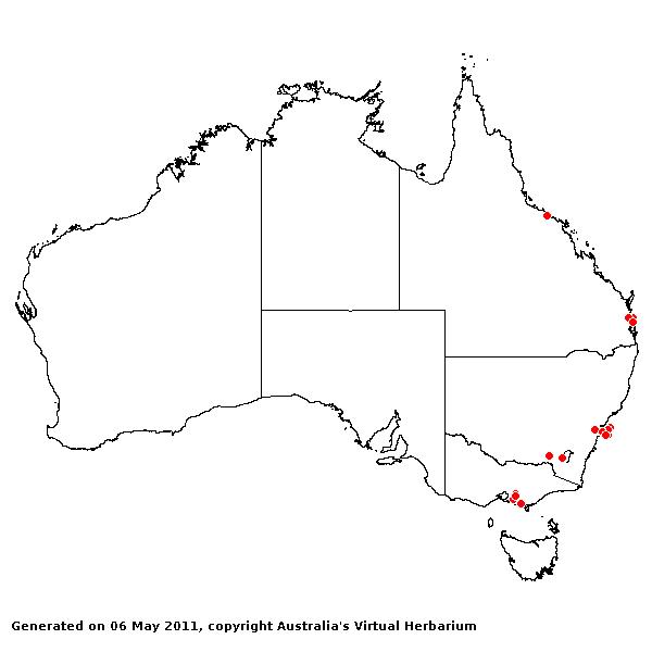 Paspalum quadrifarium AVH 2011